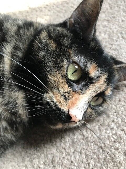 Taffy